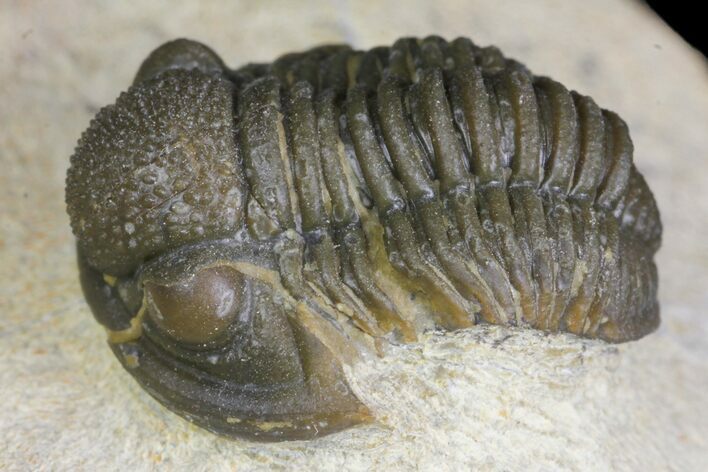 Gerastos Trilobite Fossil - Foum Zguid, Morocco #145739